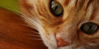 ΠΑΥΛΙΝΑ ΠΑΜΠΟΥΔΗ: Η γάτα του κυρίου Γρηγόρη