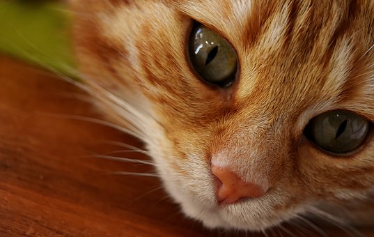 You are currently viewing ΠΑΥΛΙΝΑ ΠΑΜΠΟΥΔΗ: Η γάτα του κυρίου Γρηγόρη