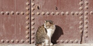 ΓΕΩΡΓΙΑ ΠΑΠΑΔΑΚΗ: Από το παρελθόν της γάτας
