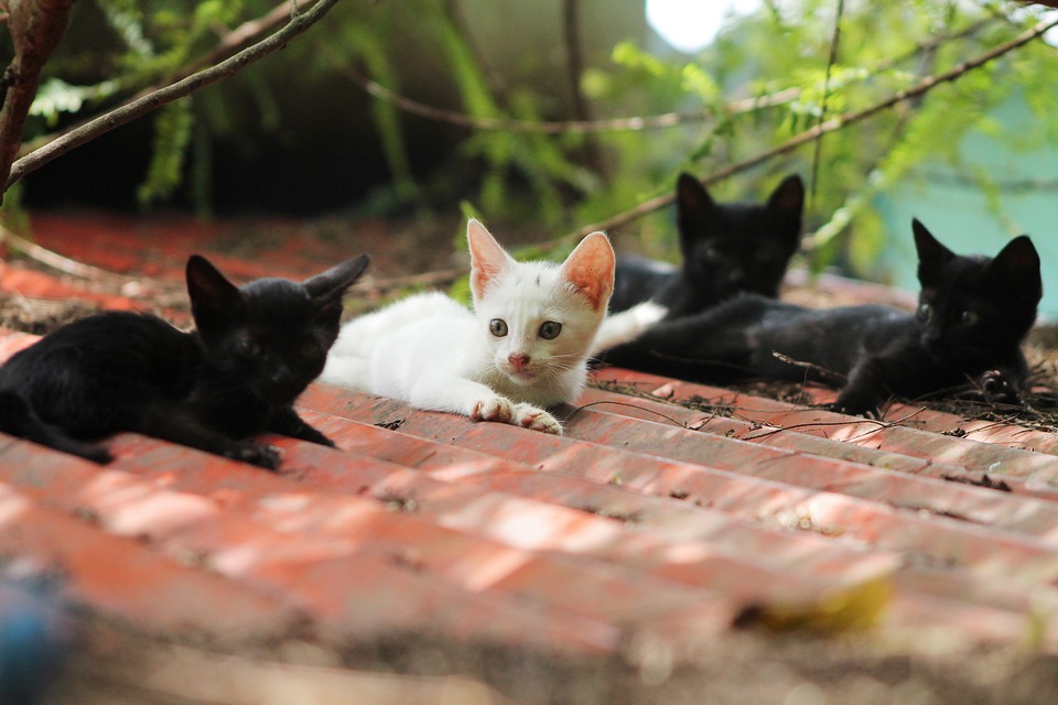 Read more about the article ΑΝΘΟΥΛΑ ΔΑΝΙΗΛ: Από τις γάτες στην Αλίκη