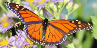 Νατάσα Κεσμέτη: Δυο ποιήματα με πεταλούδες -Katherine Mansfield – Loren Eiseley