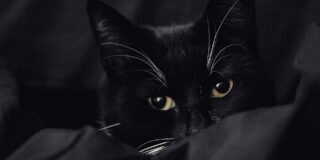 Ανθούλα Δανιήλ: Η γάτα στο Μονόγραμμα του Οδυσσέα Ελύτη