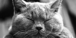 Βίκτωρ Ουγκώ: Ο γάτος –  Μτφρ: Φάνης Κωστόπουλος