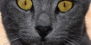Νάνσυ Εξάρχου: Παιχνίδια μοναχικής γάτας