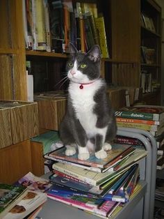 You are currently viewing Τασούλα Καραγεωργίου: Η γάτα του σχολείου μας