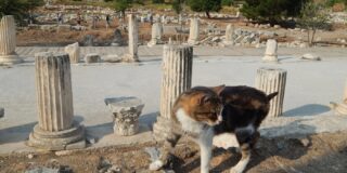 π. Παναγιώτης Καποδίστριας : Οι Γάτες της Αρχαίας Εφέσου