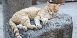 Παναγιώτης Βλάχος: Τι ονειρεύονται οι γάτες;