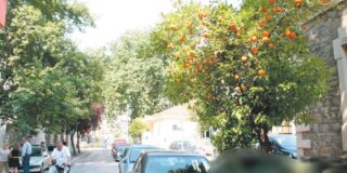   Φάνης Κωστόπουλος: Τα δέντρα της Πεύκης   