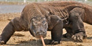 Μάρθα Χριστοφόγλου: Ο κακός δράκος και άλλες παρθενογενέσεις   