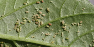 Μάρθα Χριστοφόγλου: Περί μελίγκρας (και Παρθενογένεσης στην Ποίηση)