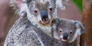 Μάρθα Χριστοφόγλου: Μικρά μυστικά των Μαρσιποφόρων