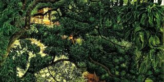 Έφη Φρυδά: Δάση-Ναοί και Ποιητές