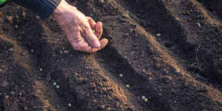 Γεωργία Παπαδάκη.   Ο,ΤΙ  ΣΠΕΙΡΕΙΣ  ΘΑ  ΘΕΡΙΣΕΙΣ