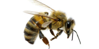 Μαρία Βέρρου: Η μέλισσα