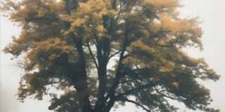 Τίνα Βαλιές: Η μνήμη του δέντρου. Εκδόσεις Wordbooks, 2024