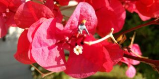 Βαγγέλης Φίλος: Λιλιπούτειος