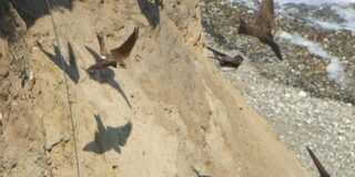 Παυλίνα Παμπούδη: από το “Ο Ένοικος”, 1989