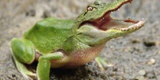 Παυλίνα Παμπούδη: Βραχνοβρωμοδάχτυλοι οι βιβλιοφάγοι