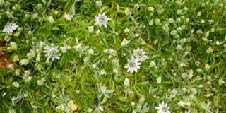 Γεωργία Πολυκανδριώτη: Τέσσερα ποιήματα