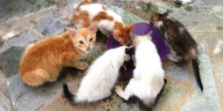 Ανθούλα Δανιήλ: Τα προσφυγάκια και άλλα…