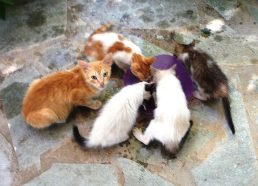 Read more about the article Ανθούλα Δανιήλ: Τα προσφυγάκια και άλλα…