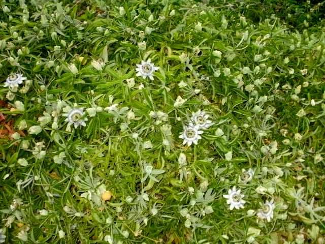 Read more about the article Βάλτερ Πούχνερ: Σκέψεις μικρές για θέματα μεγάλα 6