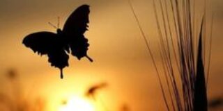 Φωτεινή Κονταργύρη: Νησί