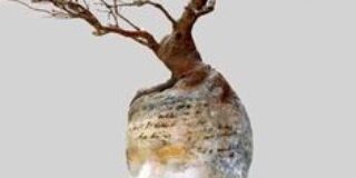 Μαρώ Τριανταφύλλου: Το αίμα