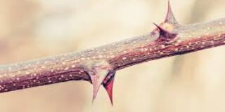 Κώστας Μαντζάκος: Το αγκάθι