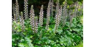 Γεωργία Παπαδάκη. ΑΝΑΚΑΝΘΟΣ