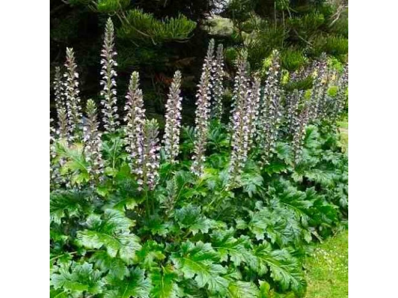 Read more about the article Γεωργία Παπαδάκη. ΑΝΑΚΑΝΘΟΣ