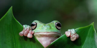 Χρίστος Δάλκος: Η Ετυμολογία του ΖΑΒΛΑΚΩΝΩ, Μέρος Β΄