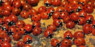 Βάλτερ Πούχνερ: Σκέψεις μικρές για θέματα μεγάλα. 11