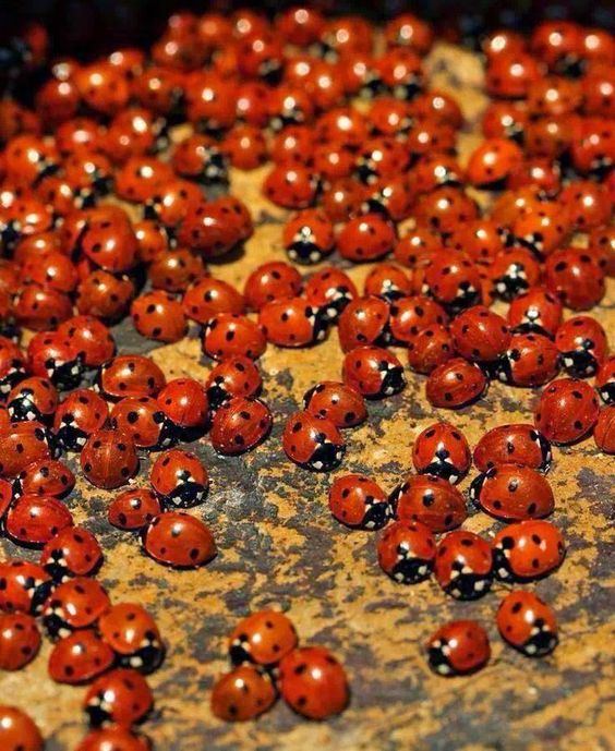 Read more about the article Βάλτερ Πούχνερ: Σκέψεις μικρές για θέματα μεγάλα. 11