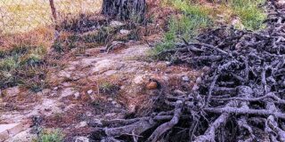 Γιάννης Κονδυλόπουλος: Το πεύκο πλάι στη θάλασσα