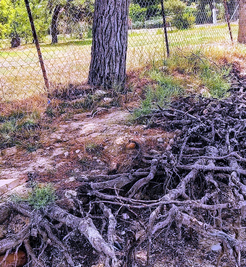 Read more about the article Γιάννης Κονδυλόπουλος: Το πεύκο πλάι στη θάλασσα