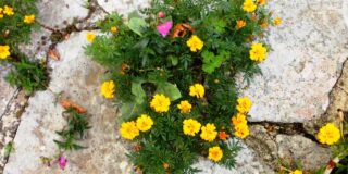 Βάλτερ Πούχνερ: Σκέψεις μικρές για θέματα μεγάλα  -16