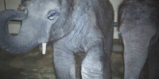 Κωνσταντίνος Μπούρας: «Τσίρκο δωματίου». Μια performance της θεατρικής ομάδας Τσαλακωμένοι για το φεστιβάλ “Φωνές Ψυχής – Δράσεις κατά της Βίας”.