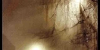 Κώστας Τραχανάς: Λάμπρος Καμπερίδης «Βίοι λαθραίοι – Έξι ακολουθίες για ασυνόδευτο τοπίο» Εκδόσεις Εστία 2025 σελ.411