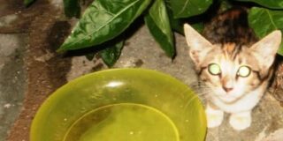 Πόλυ Αυγερινού: Η καρδιά της γάτας τραγουδάει