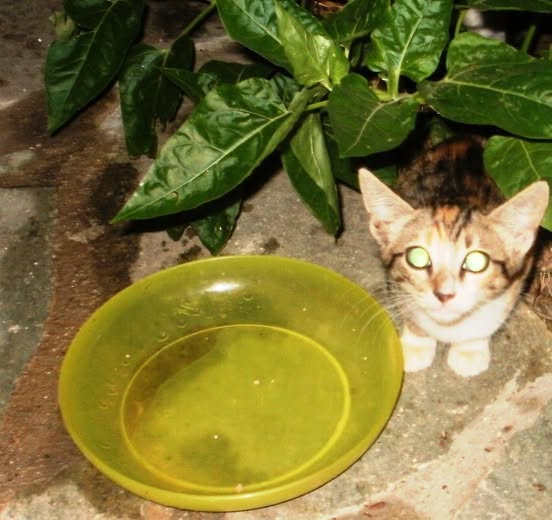 Read more about the article Πόλυ Αυγερινού: Η καρδιά της γάτας τραγουδάει