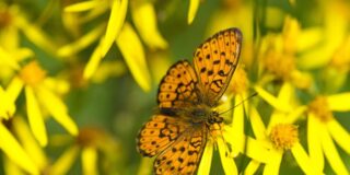 Βαγγέλης Φίλος: Χαϊκού