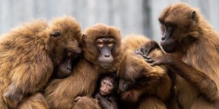 Κλεονίκη Δρούγκα: Η οικογένεια