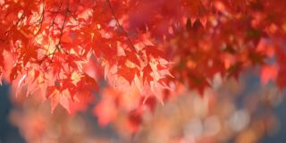 Βαγγέλης Μητράκος: Φθινόπωρο