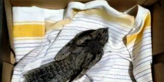 Κωνσταντίνος Μπούρας: Αποδημητικό πτηνό με το παράξενο όνομα “γιδοβύζι”.