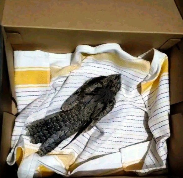 Read more about the article Κωνσταντίνος Μπούρας: Αποδημητικό πτηνό με το παράξενο όνομα “γιδοβύζι”.