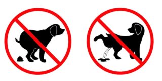 Παυλίνα Παμπούδη: Η Σίλα πάει Κυριακάτικη βόλτα