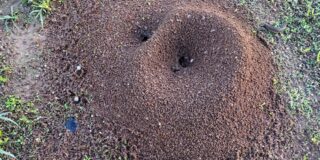 Βαγγέλης Μητράκος: Μια μυρμηγκοφωλιά