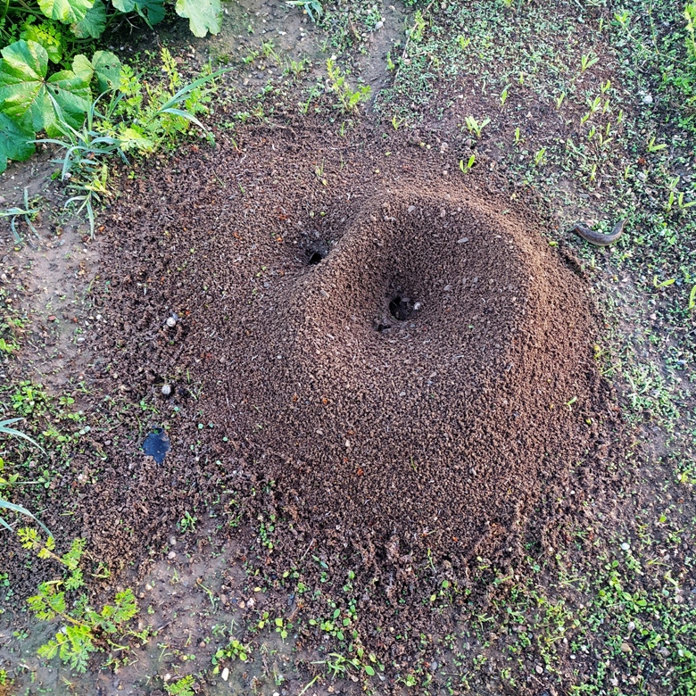 Read more about the article Βαγγέλης Μητράκος: Μια μυρμηγκοφωλιά