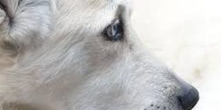 Παυλίνα Παμπούδη: Τζίνα